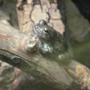 Reptile House-Canyon Treefrog