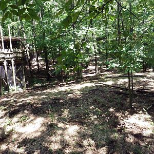 Wild Africa - Red River Hog Exhibit