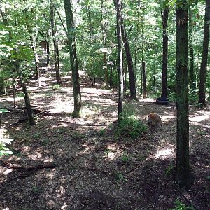 Wild Africa - Red River Hog Exhibit