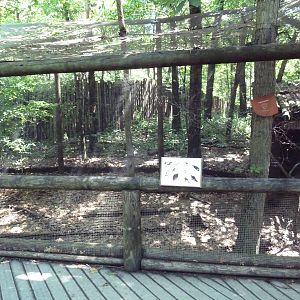 Wild Africa - Aviary