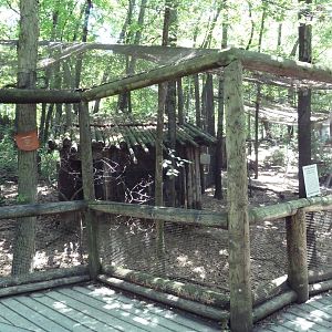 Wild Africa - Aviary