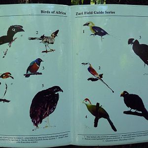 Wild Africa - Aviary Signage