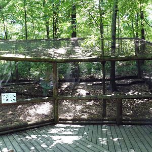 Wild Africa - Aviary