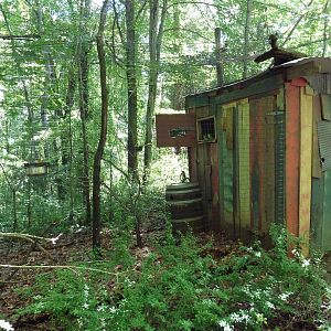 Wild Africa - Masked Lovebirds Aviary