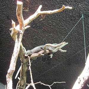 Reptile House-Jamaican Iguana