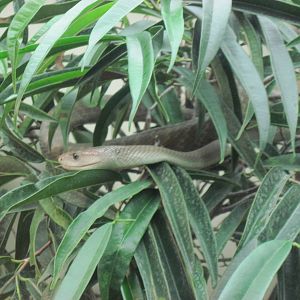 Reptile House-Black Mamba