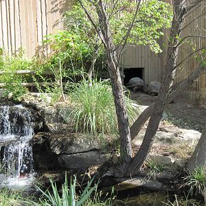 Reptile House-Aldabra Giant Tortoise Exhibit