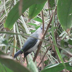 Jungle-Crested Coua