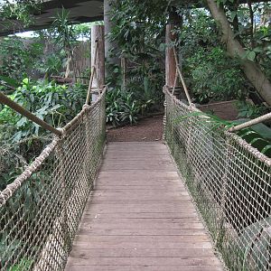 Jungle-Bridge