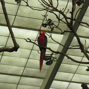 Jungle-Scarlet Macaw