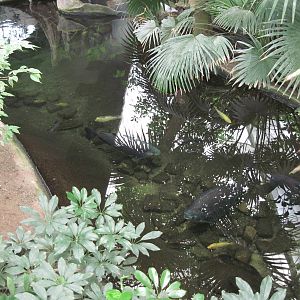 Jungle-Amazon River Pool