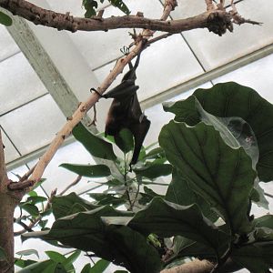 Jungle-Indian Flying Fox