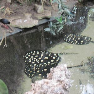 Jungle-Freshwater Stingray Pool