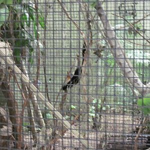 Jungle-Prevost's Squirrel Exhibit