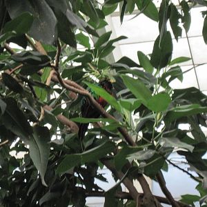 Jungle-Golden-headed Quetzal