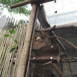 Jungle-Hoffman's Two-toed Sloth