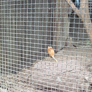 Jungle-Golden Lion Tamarin