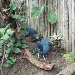 Jungle-Victoria Crowned Pigeon