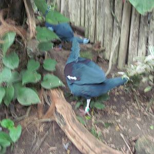 Jungle-Victoria Crowned Pigeon