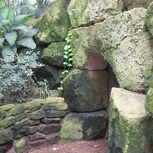 Jungle-Underwater Tunnel