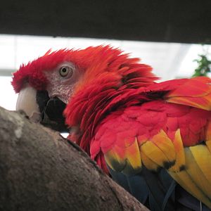 Jungle-Scarlet Macaw