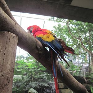 Jungle-Scarlet Macaw