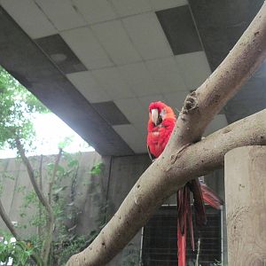 Jungle-Scarlet Macaw