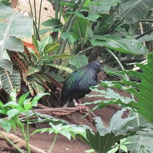 Jungle-Nicobar Pigeon
