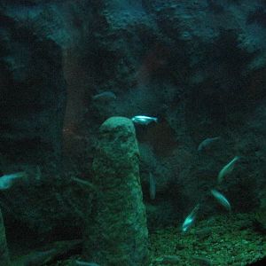 Jungle-Blind Cave Tetras