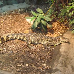 Jungle-Broad-nosed Caiman