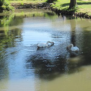 Mute Swans