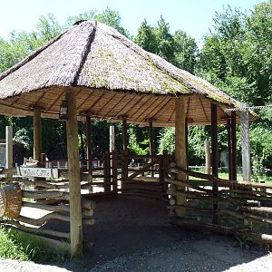 Wild Africa - Forest Farm - Watusi Cattle Pen