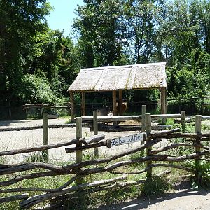 Wild Africa - Forest Farm - Zebu Cattle Pen