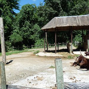 Wild Africa - Forest Farm - Watusi Cattle Pen
