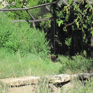 North America-Grizzly Bear