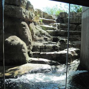 North America-Grizzly Bear Exhibit