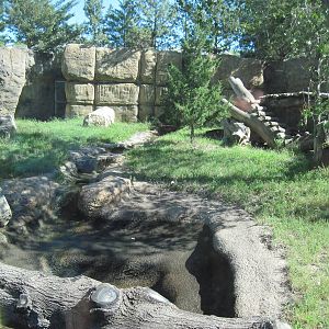 North America-American Black Bear Exhibit