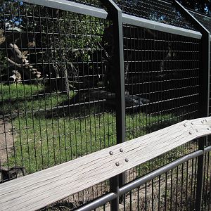 North America-American Black Bear Exhibit