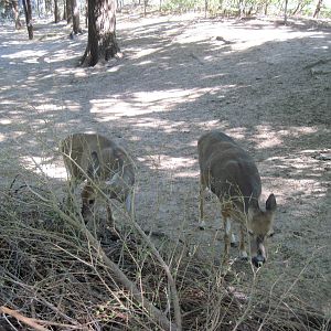 North America-White-tailed Deer