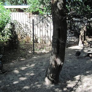 North America-Wild Turkeys