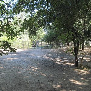 North America-White-tailed Deer/Wild Turkey Exhibit