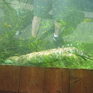 North America-North American River Otter