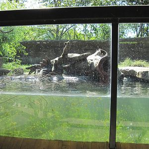 North America-North American River Otter Exhibit