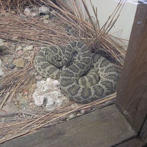 North America-Prairie Rattlesnake