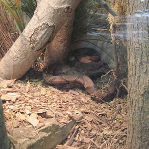 North America-Osage Copperhead