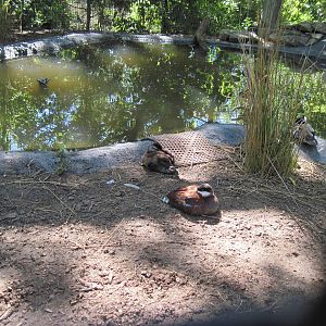 North America-North American Ruddy Ducks