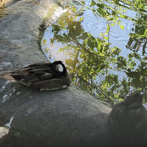 North America-Hooded Merganser