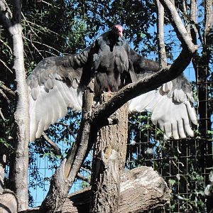 North America-Turkey Vulture