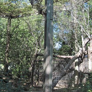North America-Turkey Vulture Exhibit