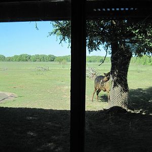 North America-Elk Exhibit